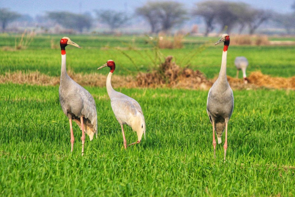 silikamohapatra's tweet photo. Sarus Cranes are the tallest flying birds in the world. Spotted here along the low-lying Yamuna wetlands in northern India, the Sarus Crane Conservation Reserve is the largest breeding ground of these magnificent birds. #birdphotography #conservation 

https://t.co/qIMiXSOBWj https://t.co/jvR2IQ4yd1