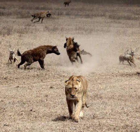 hamid_saigol's tweet photo. A Lioness countering saffron Hyenas

 #karnatakahijab #HijabRow
#AllahuAkbar https://t.co/vuES73ovDh