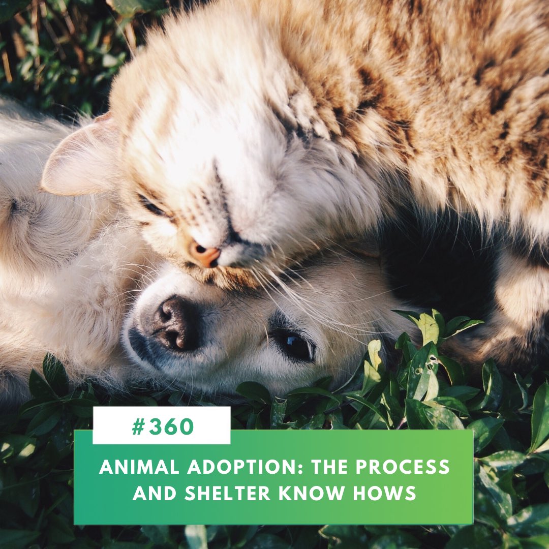 Cairo360.com tweet media