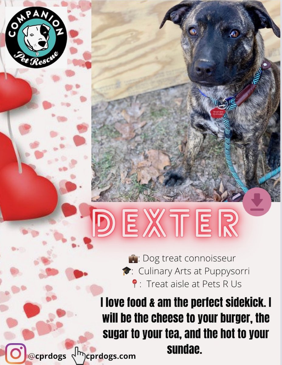 CPR Dogs tweet media