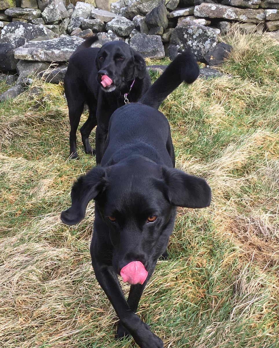 PeakWags&Woofs tweet media