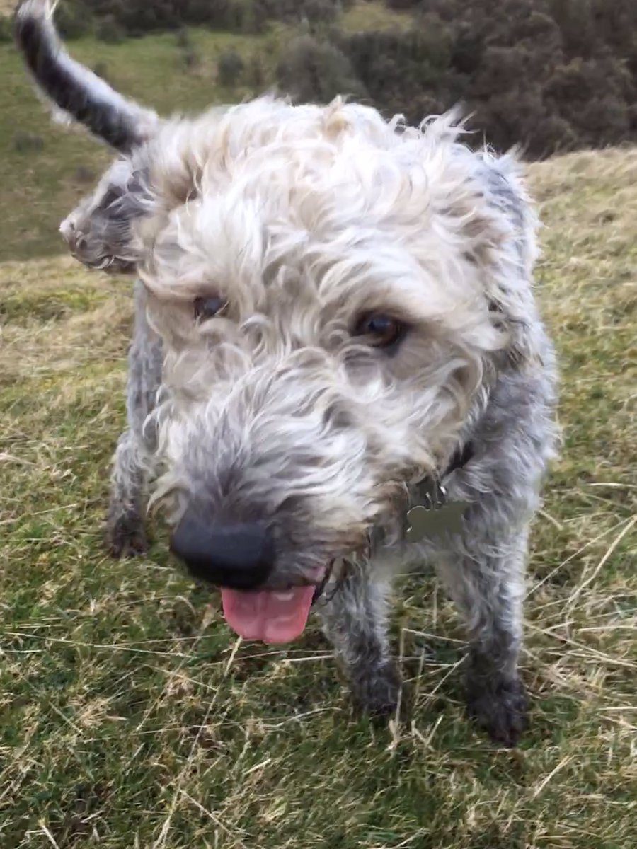 PeakWags&Woofs tweet media