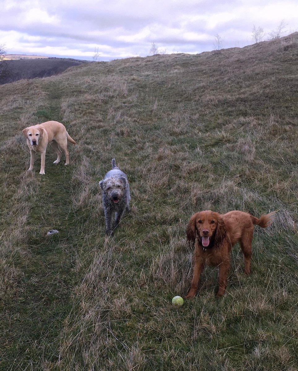 PeakWags&Woofs tweet media