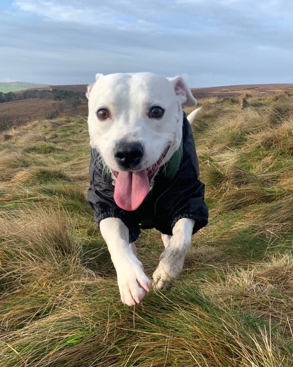 PeakWags&Woofs tweet media