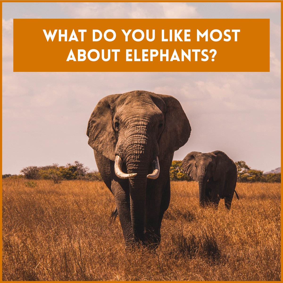 Passion4ECO's tweet photo. Since our Elephant Collection seems to be the most popular, we want to hear from you: What do you like most about elephants? 🐘

#Passion4ECO #SaveTheElephants #Elephants #WildlifeConservation #LetsSaveOurHome https://t.co/UPQD60VUeH