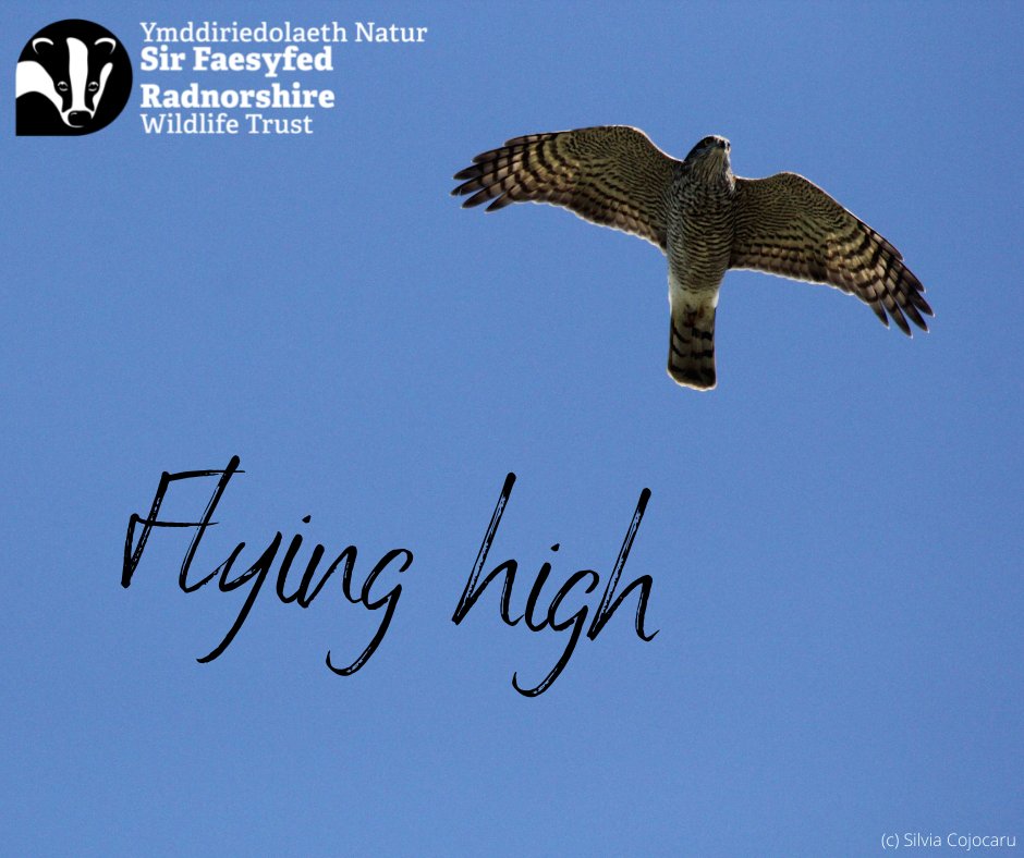Don't just find any job... find THE job. Fly high in your career 💙

Nature Recovery Manager- Wilder Pentwyn
£30,000 - £32,000 p.a.
2 year fixed term contract
Closing date: 28th Feb

rwtwales.org/jobs/nature-re…
