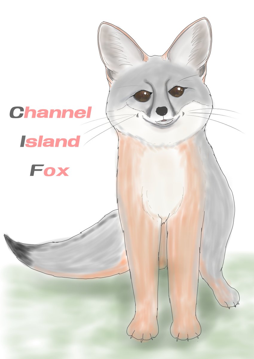 シマハイイロギツネを描いてみました もかちーの C100 2日目q 41aのイラスト シマハイイロギツネを描いてみました もかちーの C100 2日目q 41aのイラスト