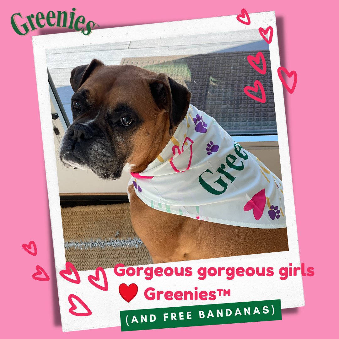 When Can Puppies Start Eating Greenies