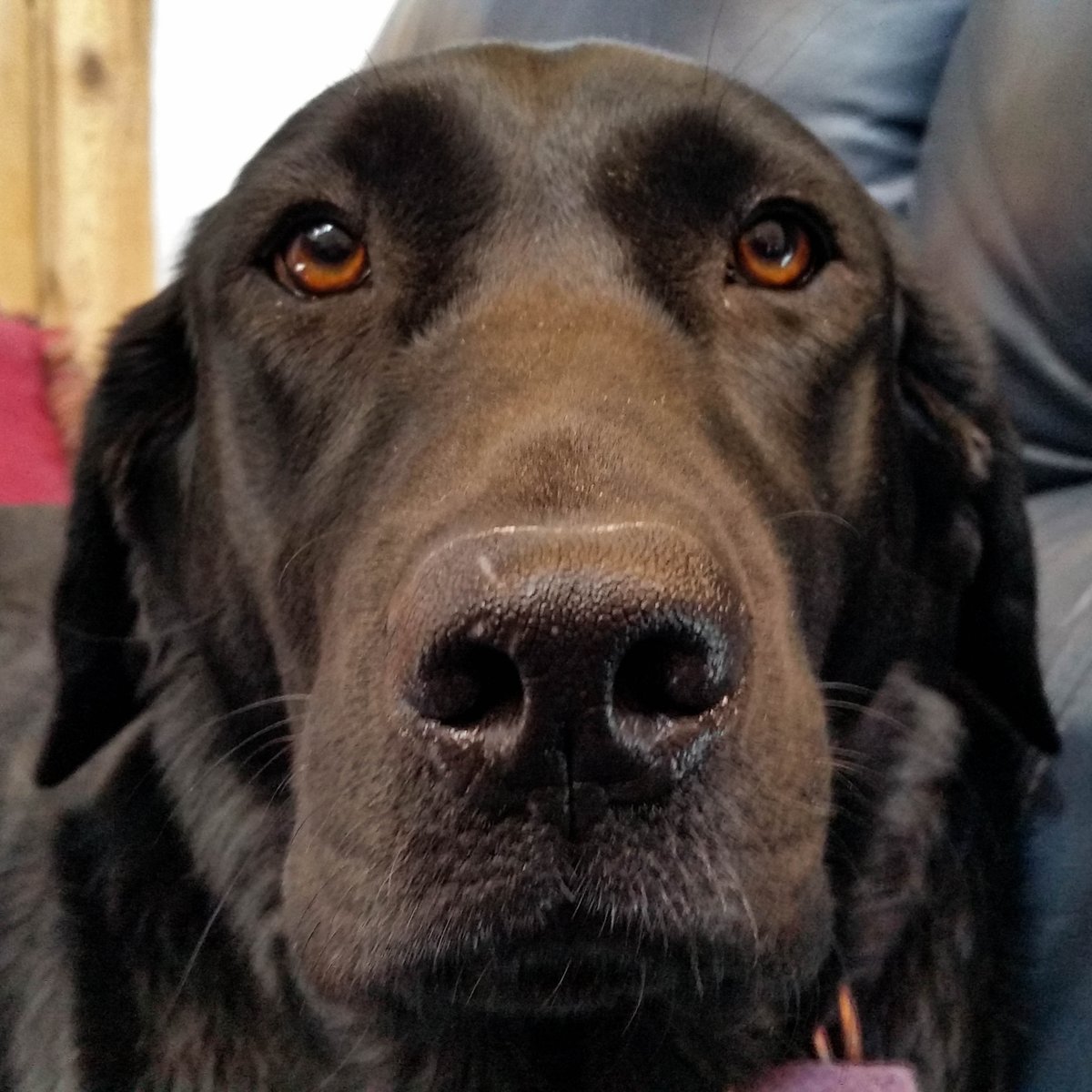 505Nomad's tweet photo. Good morning!
My dog is a retriever...not a herding canine, but that is irrelevant when she wants breakfast. She didn't get the memo.
When I tried to get coffee before giving her kibble, she jumped up repeatedly to push me into the room w/her bowl. #foodnow #thencoffee #rudedog https://t.co/rcGpZzOzRe