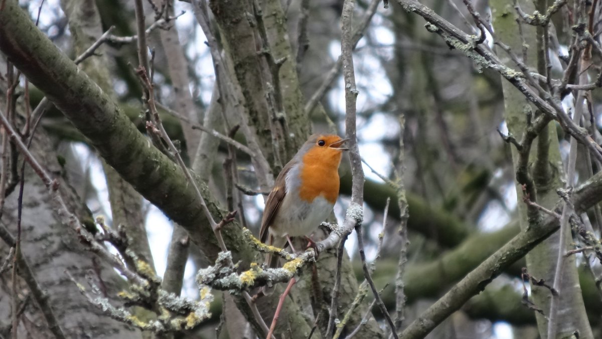 This chap was singing his heart out this afternoon @stanleypark_liv /