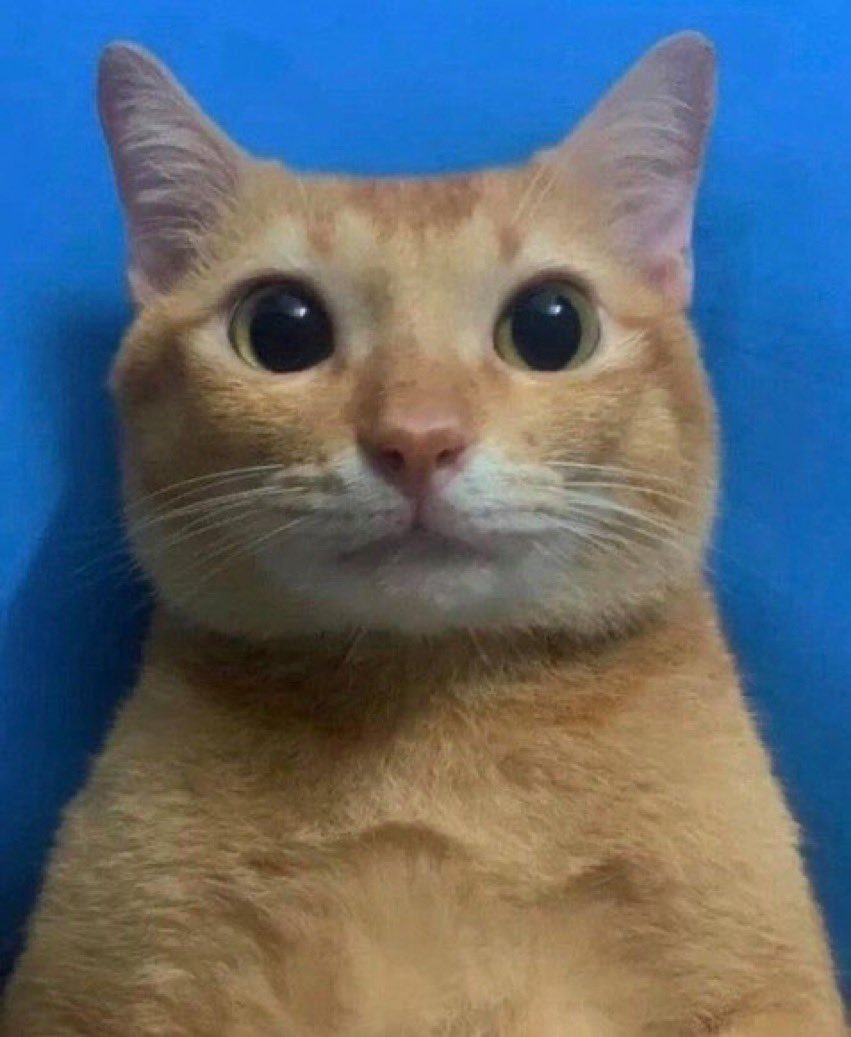 Inevanable_'s tweet photo. Kinda forgot this account existed lmao. Look at this cat https://t.co/z7GZF6fxA9