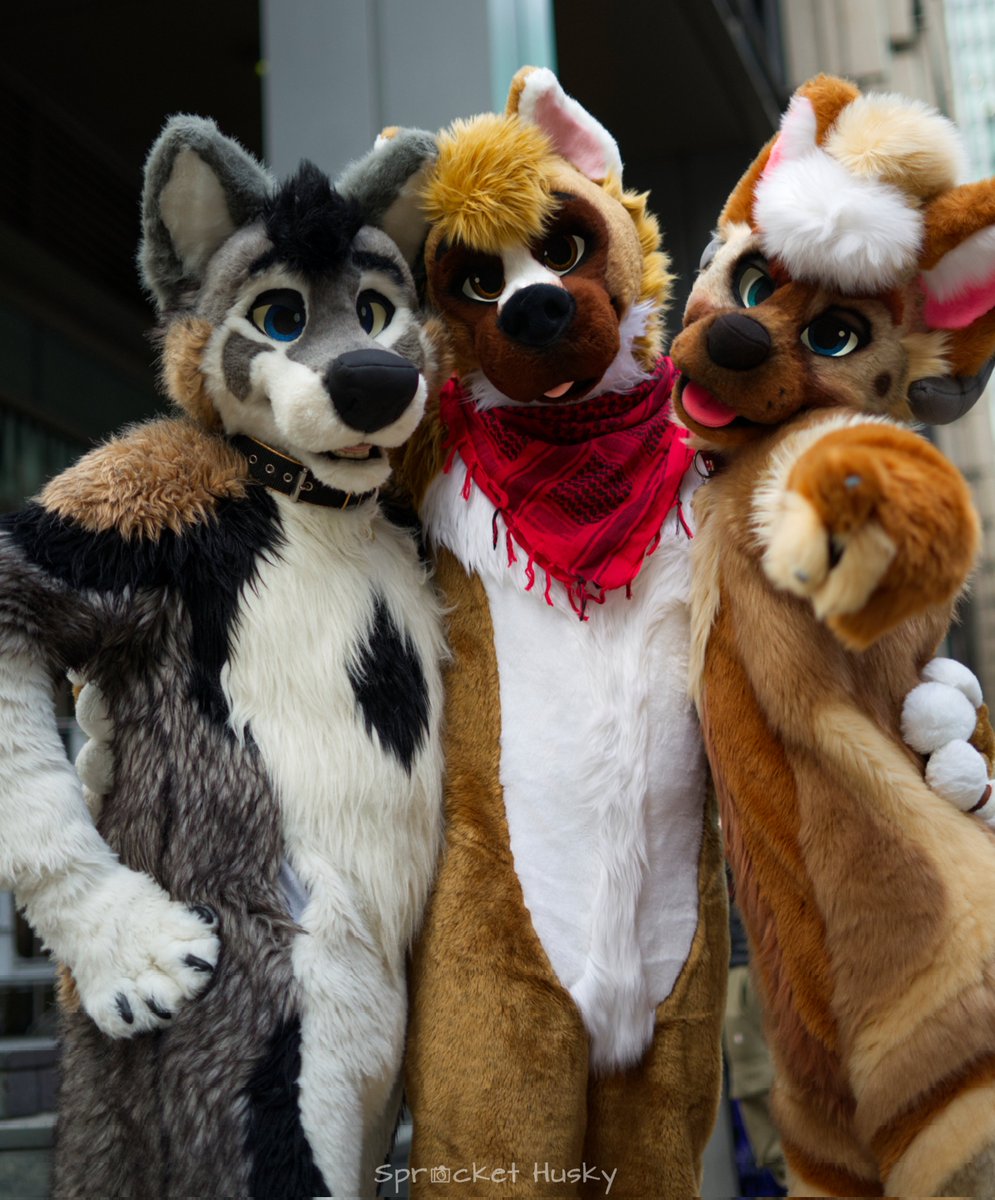 LeoHoosk's tweet photo. @LondonFurs Some of my faves ♥️

(May or may not be using Ani photos for leverage)

@MattyTheTiger @CoopCollie @WhatTheHush @TobyDingo @ArcoShep @ani_boxer @FurryJayDash @RRamdoge @HechTheDog https://t.co/2mXsCpuDsA