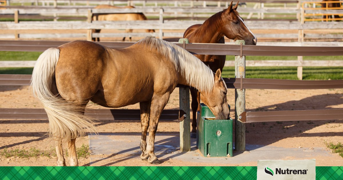 You can lead a horse to water…but you must make him drink. We can’t overstate how important it is for your horse to consume enough water during the winter months. bit.ly/35NuzEC