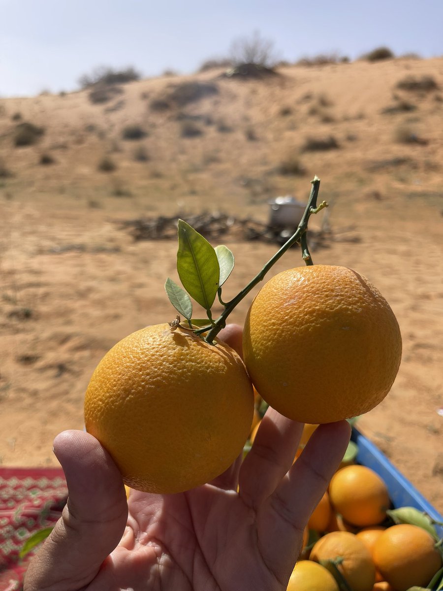 مشاتل الشام tweet media