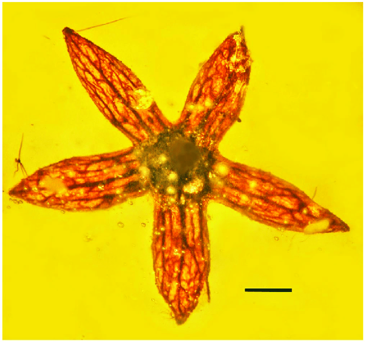FossilBonanza's tweet photo. The rise of flowering plants in the Cretaceous coincided with the rise of resin-producing trees. As such, we can see great amber inclusions like these Tropidogyne pentaptera.
https://t.co/RgSu63DQtp
#FlowerWeek #Fossils #Flowers https://t.co/YQLrA8oV7g