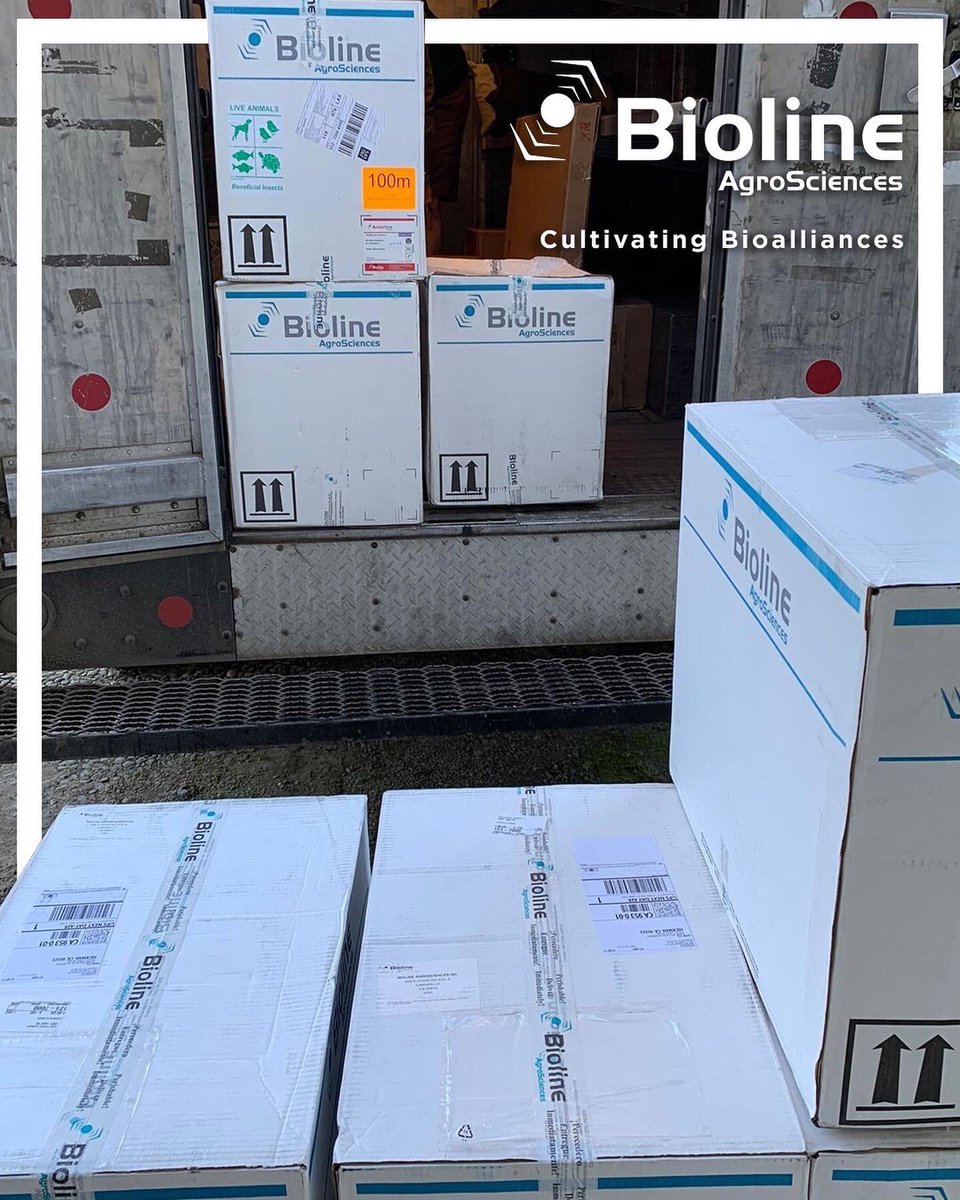 BiolineAgScNA's tweet photo. 🚛 Delivery incoming! 📦 Our #Anderline #Andersoni are locally produced and always arrive hungry and ready to hunt! #Bioline’s #Bugline sachets make protecting your crops a walk in the park 🚶♂️…or Greenhouse. 😉 https://t.co/RlMUzHHQ9i