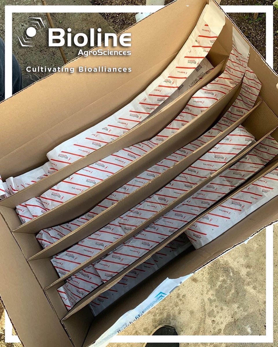 BiolineAgScNA's tweet photo. 🚛 Delivery incoming! 📦 Our #Anderline #Andersoni are locally produced and always arrive hungry and ready to hunt! #Bioline’s #Bugline sachets make protecting your crops a walk in the park 🚶♂️…or Greenhouse. 😉 https://t.co/RlMUzHHQ9i
