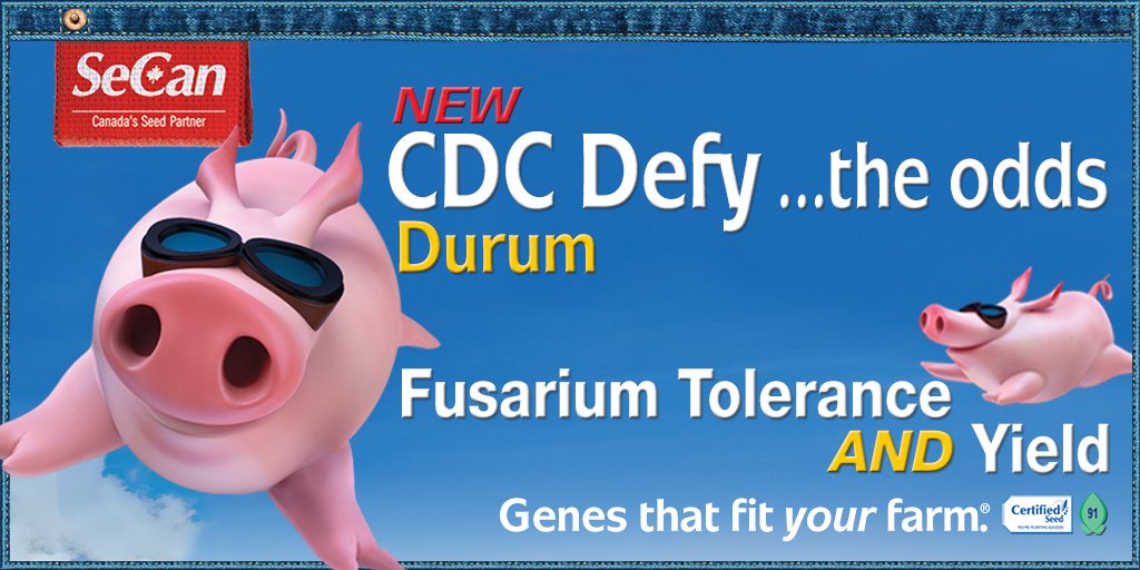 SeCanLauren's tweet photo. If you want @9MileLegacy @SWT No. 1 Durum Wheat Ale, you're gonna have to grow some No. 1 #durum to keep supplies up imaright?! @gizen_jason at Prelate #Sask has brand new CDC Defy, give the top yielding durum a try, plus a lil extra #FHB resistance #DefyTheOdds #CDCDefy #plant22 https://t.co/UshkKyMhWb
