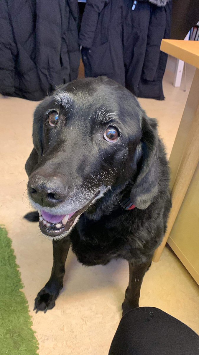 Kuggur tjillaði á skrifstofu <a href="/kvenrett/">Kvenréttindafélagið</a>  í dag. Mikill hasar þar sem hann þurfti að siða til litla hvolpinn sem er fluttur á skrifstofuna hjá Druslubókum og doðröntum. Gamli skröggur lætur sko ungviðið ekki komast upp með neitt (steytir hnefann, those darn kids)