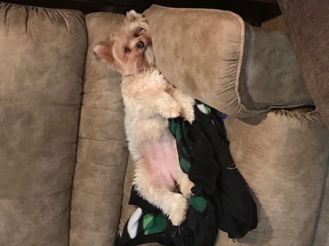 Modog5 tweet picture
