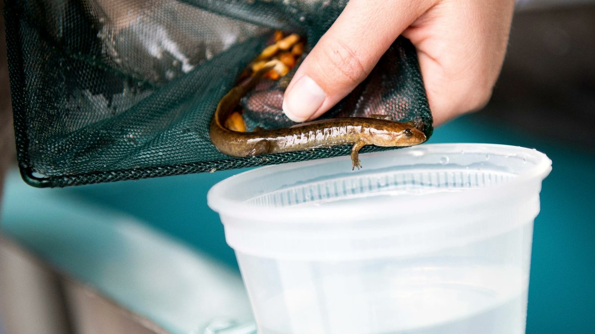 TNAQsci's tweet photo. Salamanders are living litmus tests for clean water, but can they adapt to climate change?  https://t.co/2ZmS3SKRwS https://t.co/GunejTGhd9