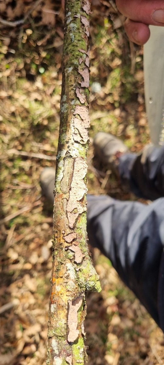 BFTWildlife's tweet photo. #Volunteers were working on protecting young #trees from rabbit damage today by making Blackthorn fences. We also found some interesting #fungi at #Darnick community woodland #ShuntersWud https://t.co/zVMCcpYmEU