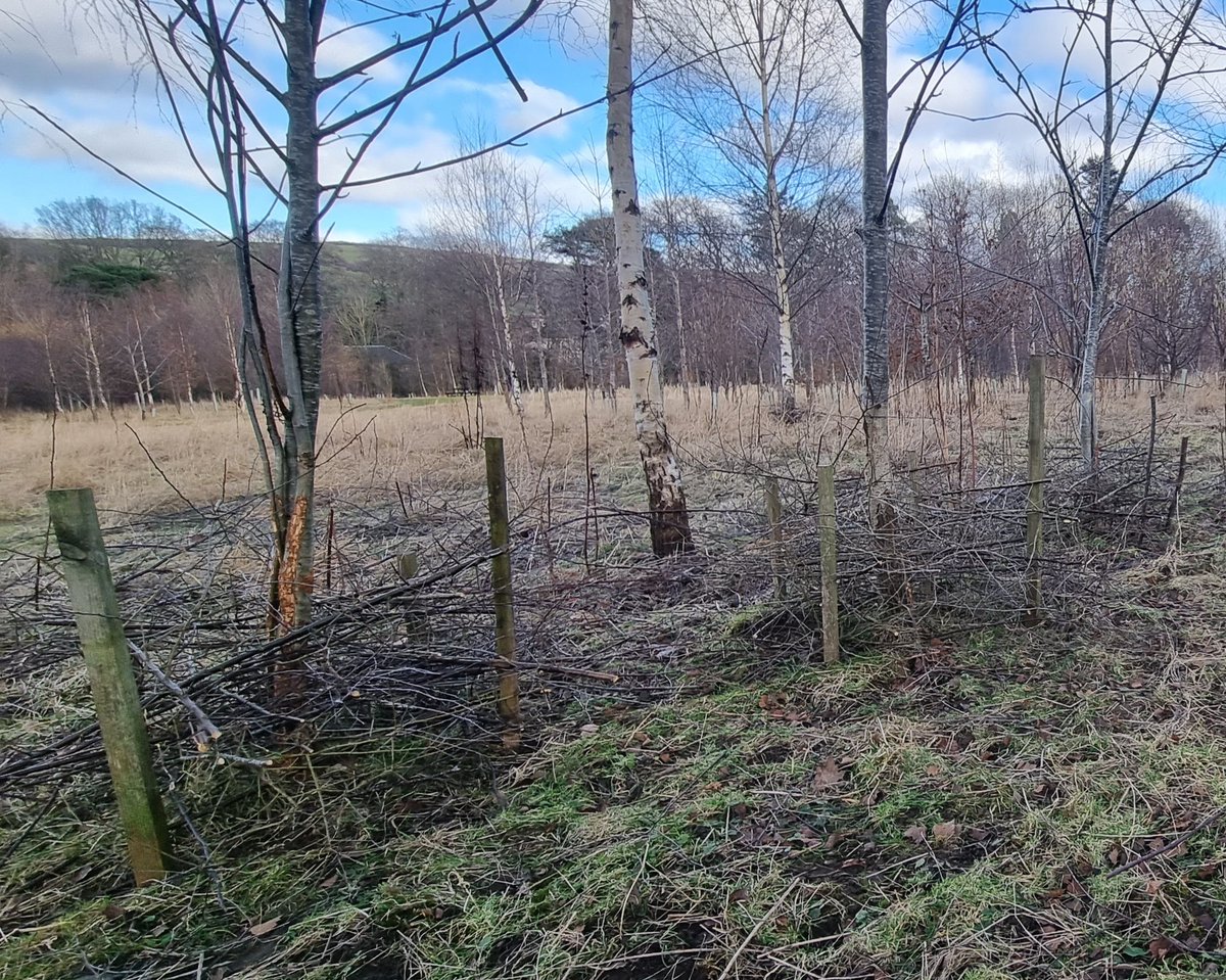 BFTWildlife's tweet photo. #Volunteers were working on protecting young #trees from rabbit damage today by making Blackthorn fences. We also found some interesting #fungi at #Darnick community woodland #ShuntersWud https://t.co/zVMCcpYmEU