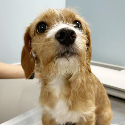 Come over to the SAHS &amp; meet Sean, he's a 10 months old Terrier mix looking for a new family.