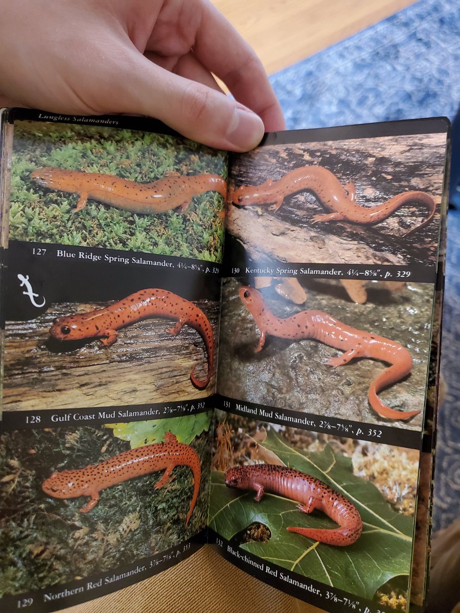 Let's Talk Herpetology tweet media