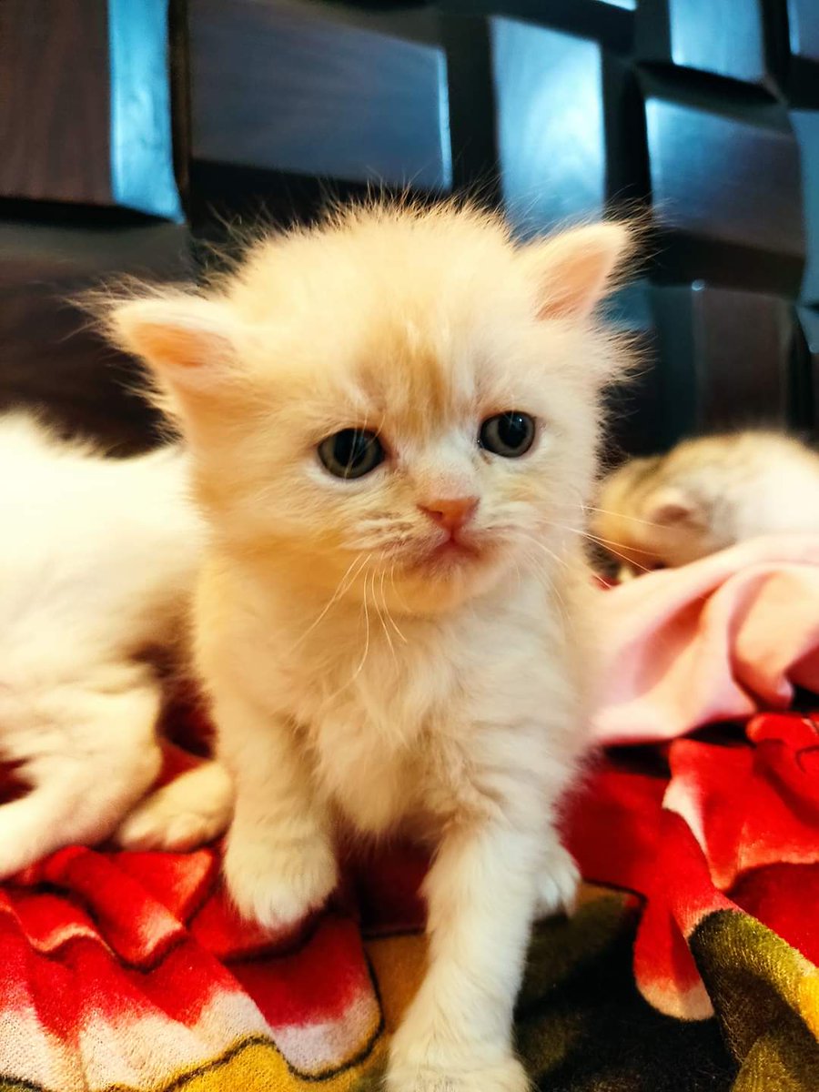 Saddam Hossin🇧🇩🇧🇩🇧🇩 (@saddamh88993422) on Twitter photo 