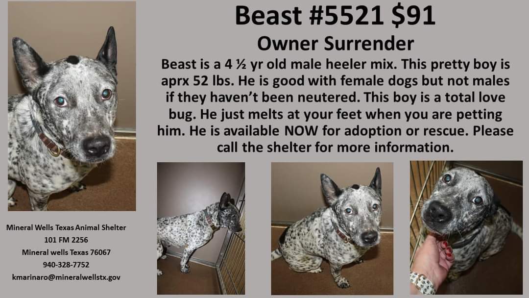 DIES TODAY

Mineral Wells Tx shelter 
Beast has til Feb 8 to be tagged by reacue or adopted. He is eager to please, very affectionate! He loves female dogs but still being intact he’s not a fan of male dogs. There are pledges for him to cover neuter.