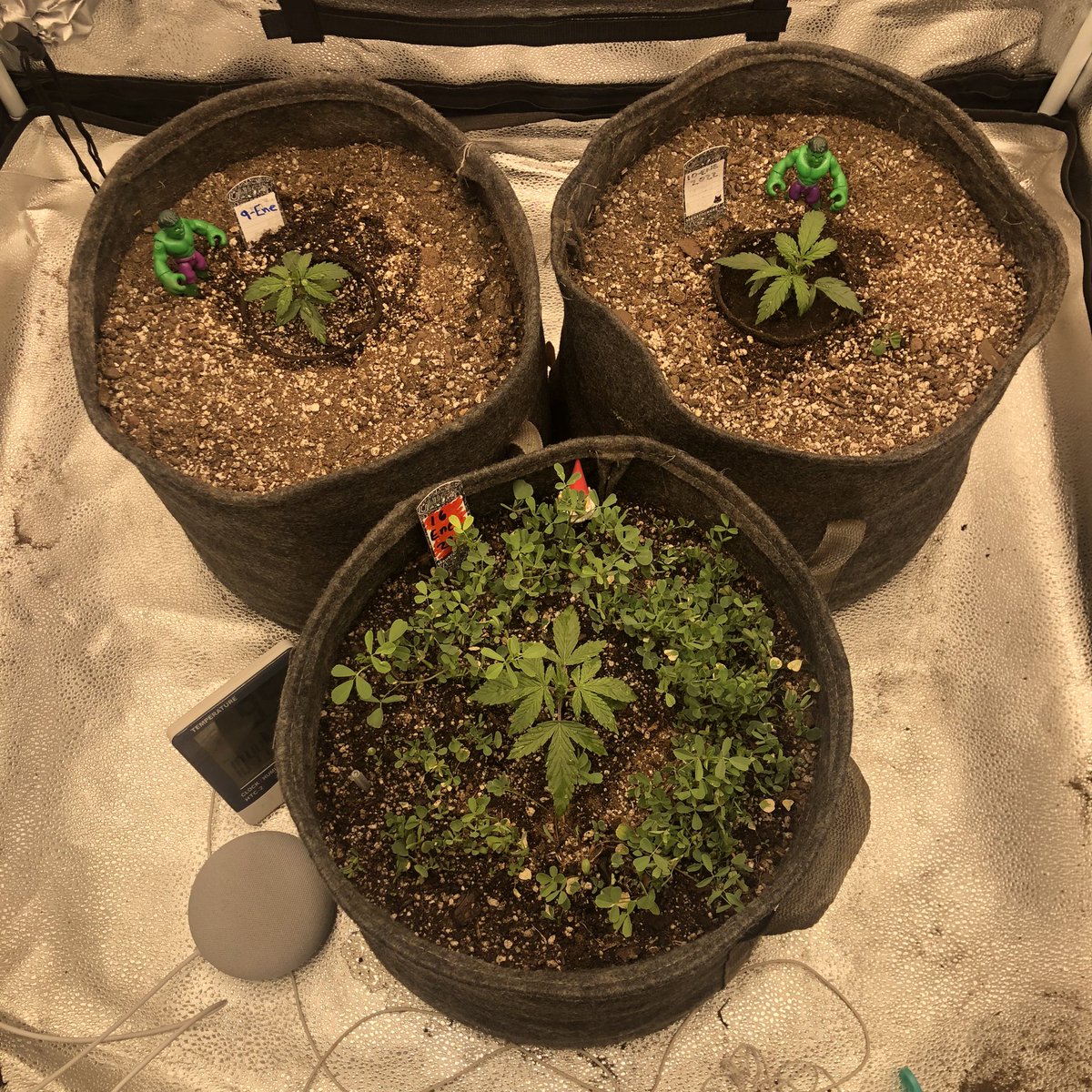Mariguanillo's tweet photo. #BuenosDias #AutoCultivo #GrowYourOwn #BruceBannerAuto #Hulk #Chocolope #SE3000 #3x3Tent #SpiderFarmer https://t.co/A9nxR7xgnH