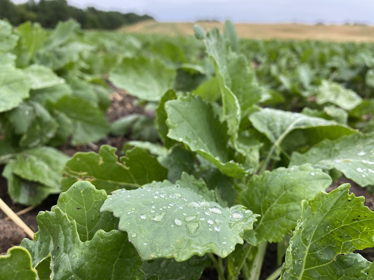 Back again with the #WUCAcademy! Learning everything there is to know about glufosinate. For optimal control apply at a high water volume to ensure good contact. Try Interlock for improved coverage. And most importantly… don’t get caught in the rain! @WinFieldCanada <a href="/UPLCanada/">UPL Canada</a>