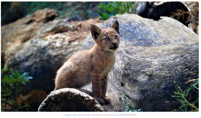 Guardia Civil tweet media