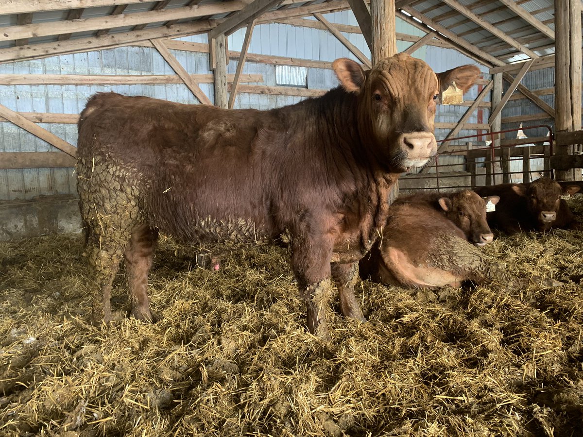Mission Statement son out of a Marksman cow! Top 3% calving ease and top 2% for birthweight. Amazing purebred heifer safe red angus bull! RUA 201J #beeffarmersofontario #redangus #agsights #bulltest