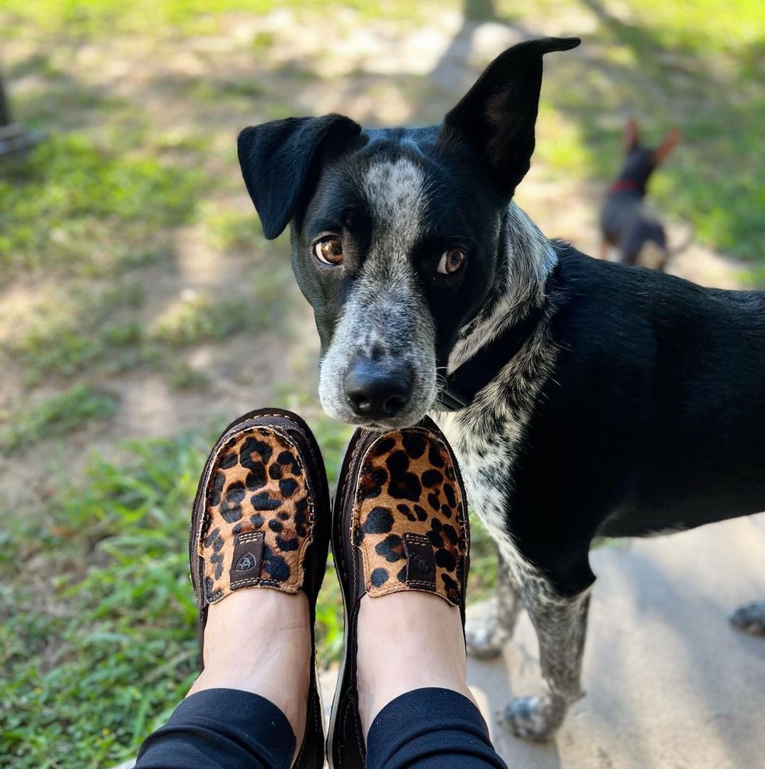 Ariat's tweet photo. Our super comfy Cruisers keep your dogs from barking.
-
PC: IG @ mompatty4 #dogsofariat https://t.co/dUf6fWnGqM