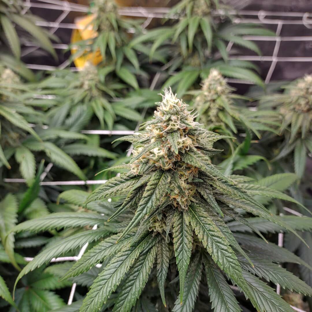 Who can resist cookies? 🍪 Definitely not us! By crossing "White Widow" and "Girl Scout Cookies," the amazing "White Cookies" strain was born! It has record breaking THC levels and a buzz only an Indica-dominant strain could provide. Thanks <a href="/twisterbrandon/">BRANDON TWISTER MBEREGI</a> for sharing! 👍