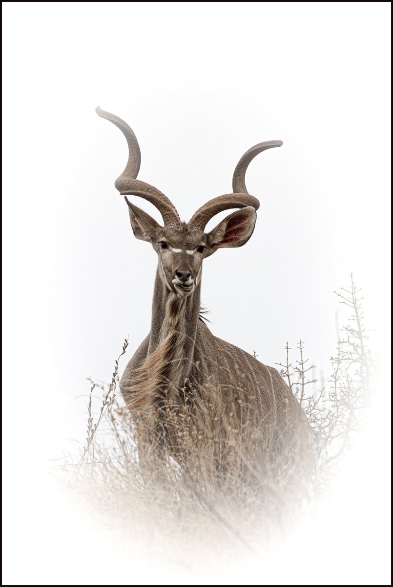 BucksMike's tweet photo. A Male Kudu taken as a High Key photo on top of a termite mound in Kruger National Park, South Africa back in September 2017. #Kudu #Kruger #Wildlife #Africanmammals https://t.co/isu4BEG1LT