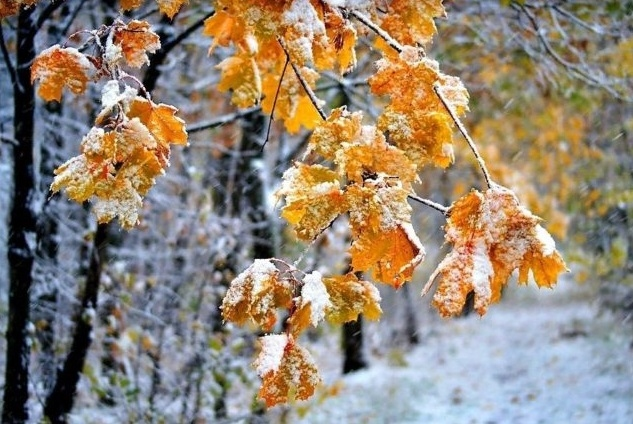 клен заледенелый. клен заледенелый под метелью белой. есенин клён ты. клён заледенелый фото. клён заледенелый.
