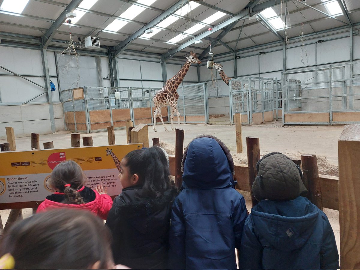 Year 1 had such a great day at <a href="/TwycrossZoo/">Twycross Zoo</a> today. We saw lots of different animals and told a zookeeper all about our PBL project
I was so proud of the children who shared their published work about 'How humans have contributed to animals endangerment'. 🦧🦓🐅
<a href="/Humboinfants/">Humberstone Infants</a>