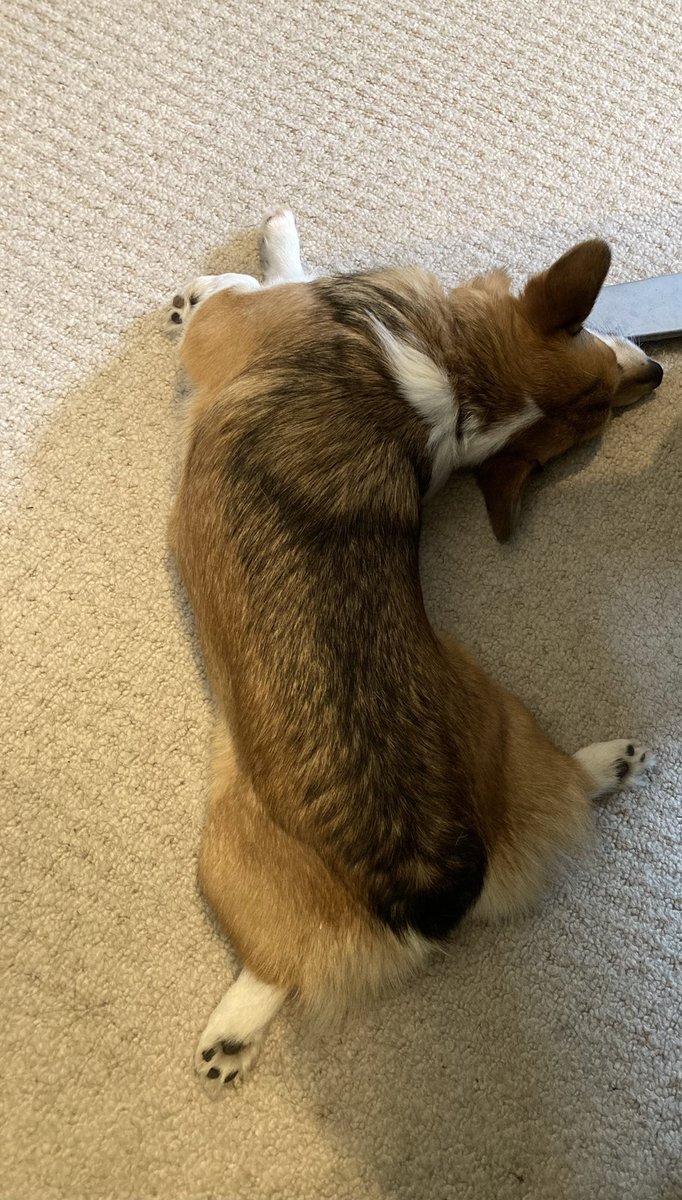 A corgi hook-n-sploot!