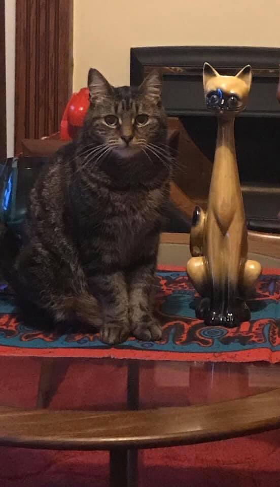 Sas (Yates) Greenwood tweet media