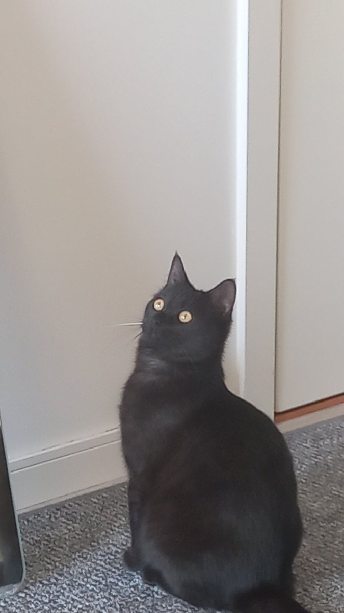 Alicethecoolcat's tweet photo. Just chilling https://t.co/C3mzR8EDVC