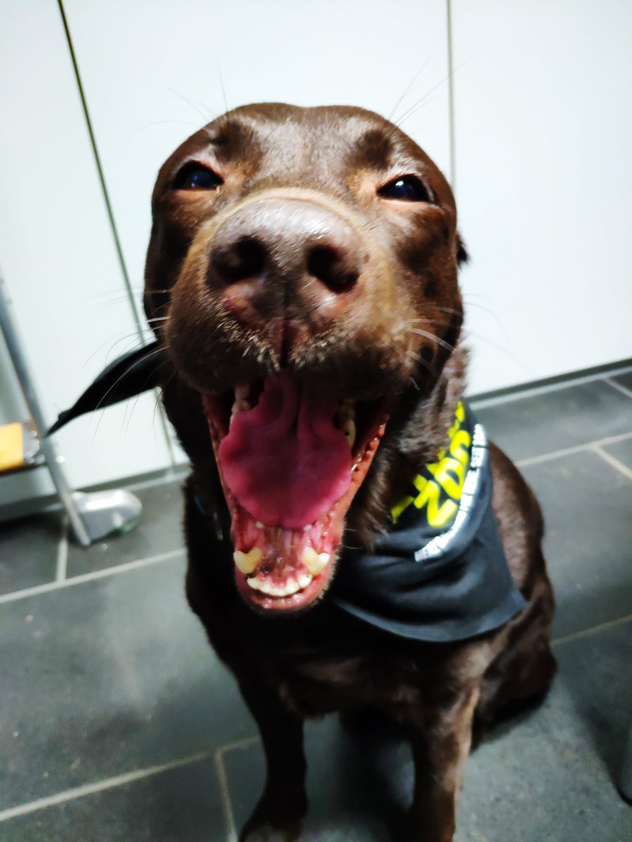 Ralex112's tweet photo. @dog_rates @Trupanion "Ahhhhhhhhhhhhhh" https://t.co/htRA6d72MX