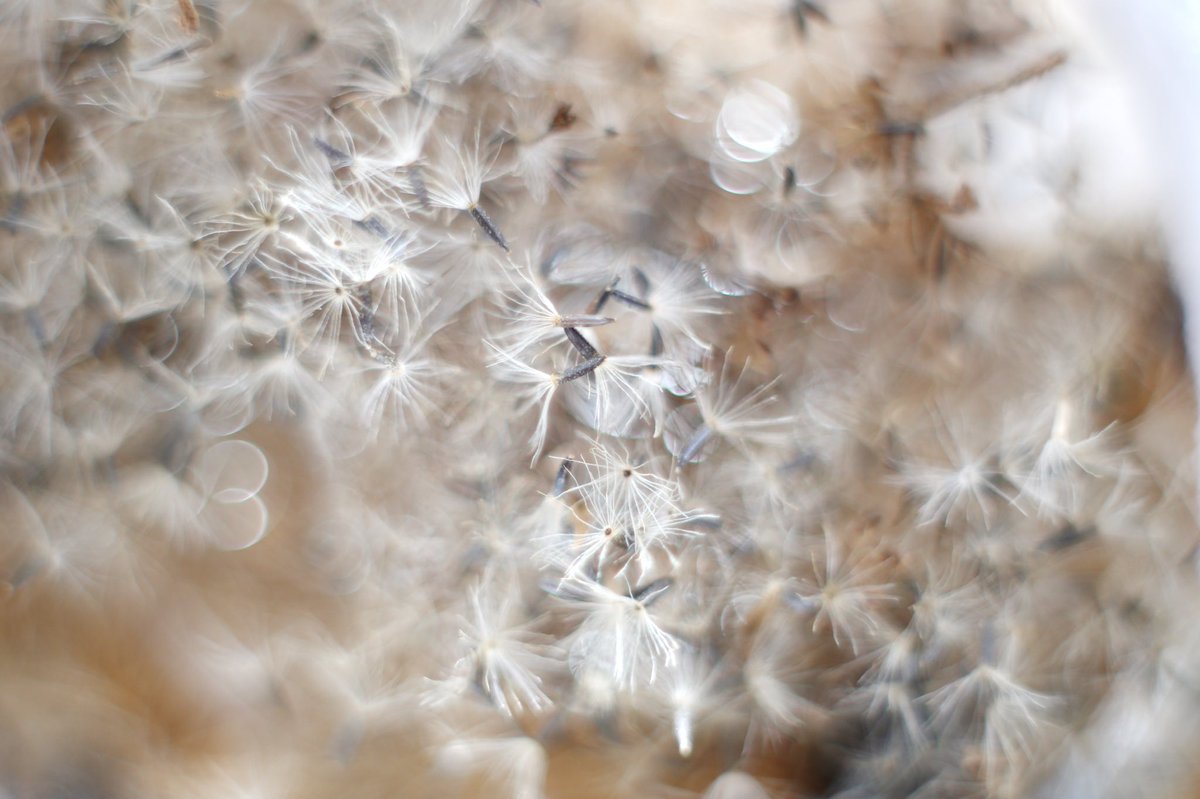 hannahjmakesart's tweet photo. @ericteichmiller How about some fuzzy seeds? https://t.co/NjWsn4M0qd