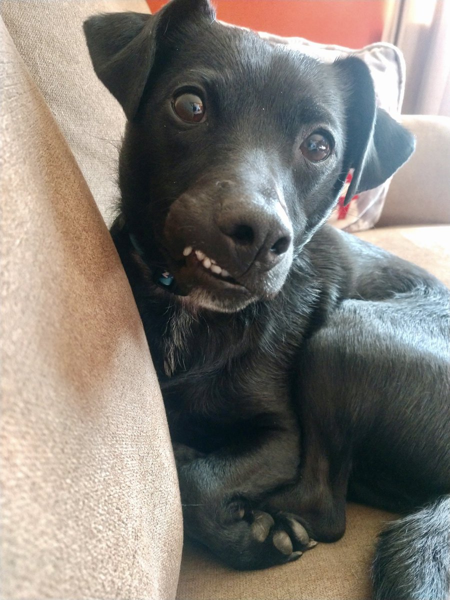 shook82's tweet photo. @dog_rates @Trupanion Three of my pups and their grins https://t.co/GX9q6ByUIB