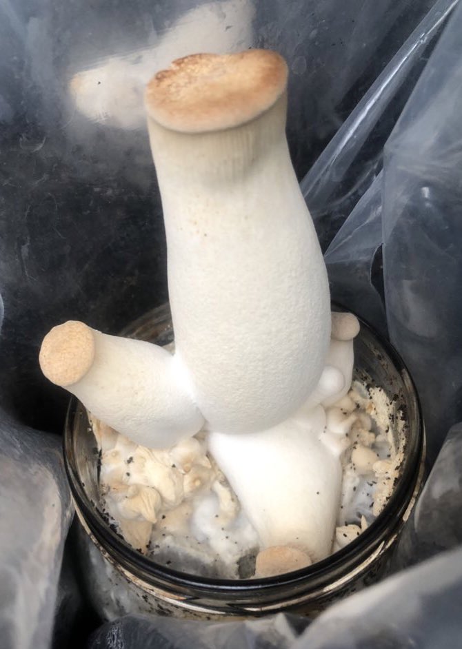 mweiss_tue's tweet image. King Oyster, some day ago and today — grown on coffee ground + peanut shells. 

Fried part of #mushroom lunch today, together with some enoki-take (Flammulina) from the same substrate.

#Upcycling at its best: delicious meal from coffee ground + peanut shells!