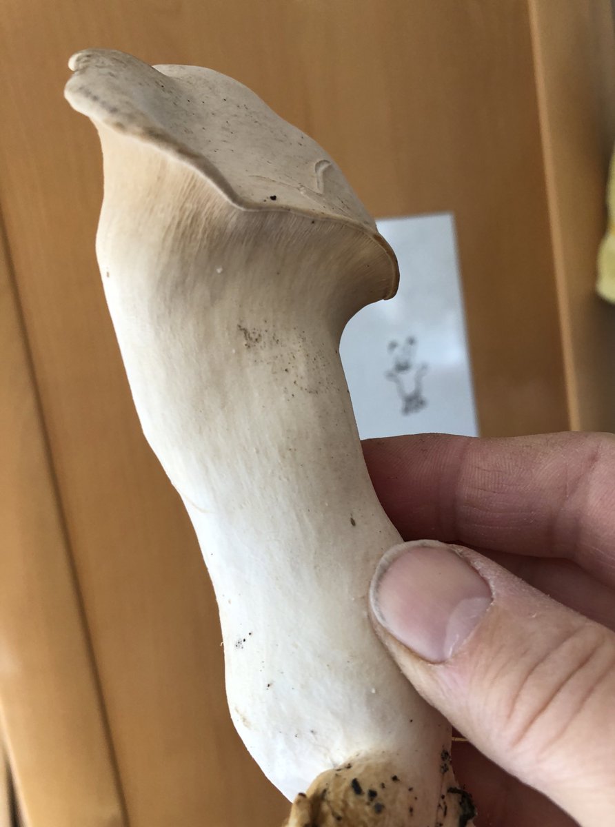 mweiss_tue's tweet image. King Oyster, some day ago and today — grown on coffee ground + peanut shells. 

Fried part of #mushroom lunch today, together with some enoki-take (Flammulina) from the same substrate.

#Upcycling at its best: delicious meal from coffee ground + peanut shells!