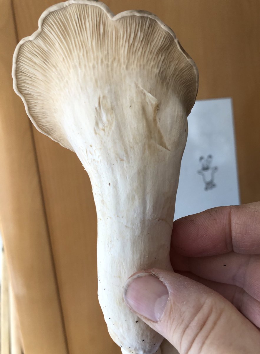 mweiss_tue's tweet image. King Oyster, some day ago and today — grown on coffee ground + peanut shells. 

Fried part of #mushroom lunch today, together with some enoki-take (Flammulina) from the same substrate.

#Upcycling at its best: delicious meal from coffee ground + peanut shells!