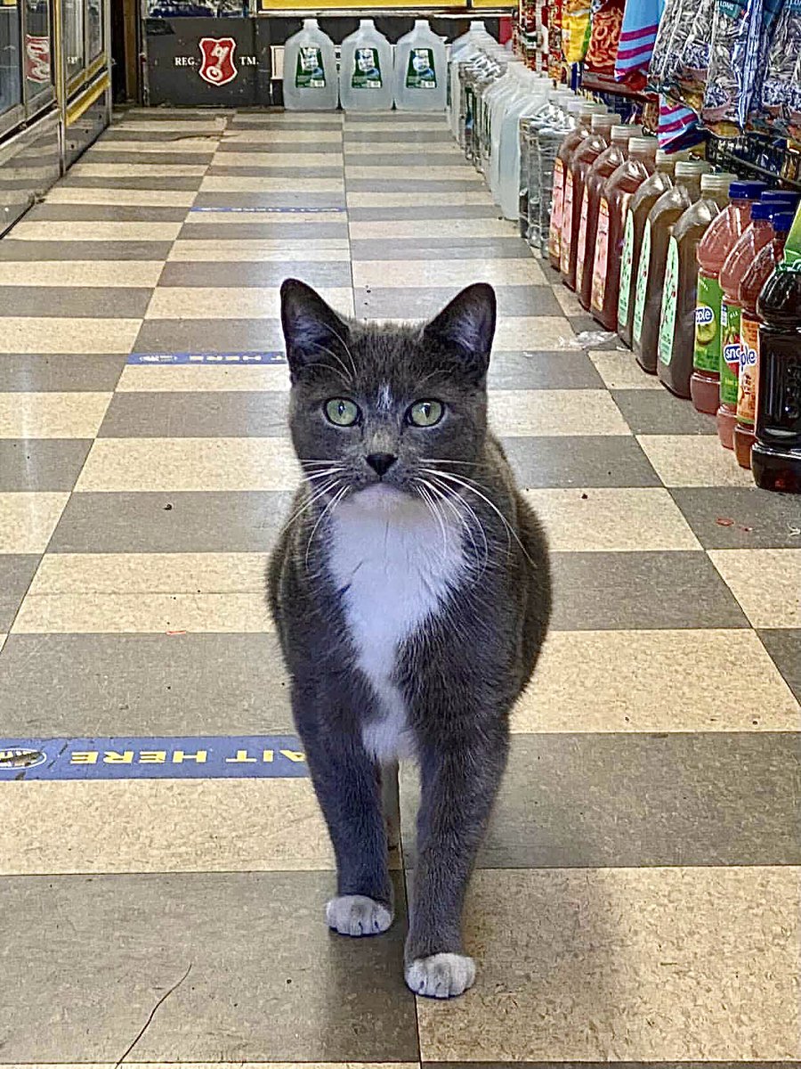 Bodega Cats (@bodegacats_) on Twitter photo 